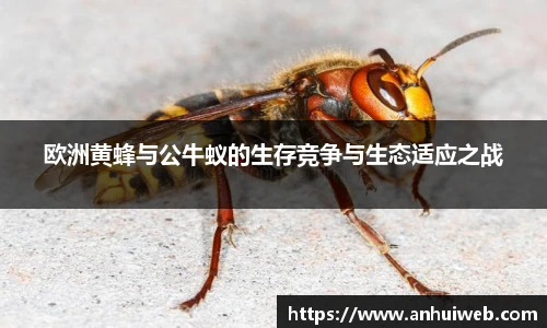 乐彩汇官方网站